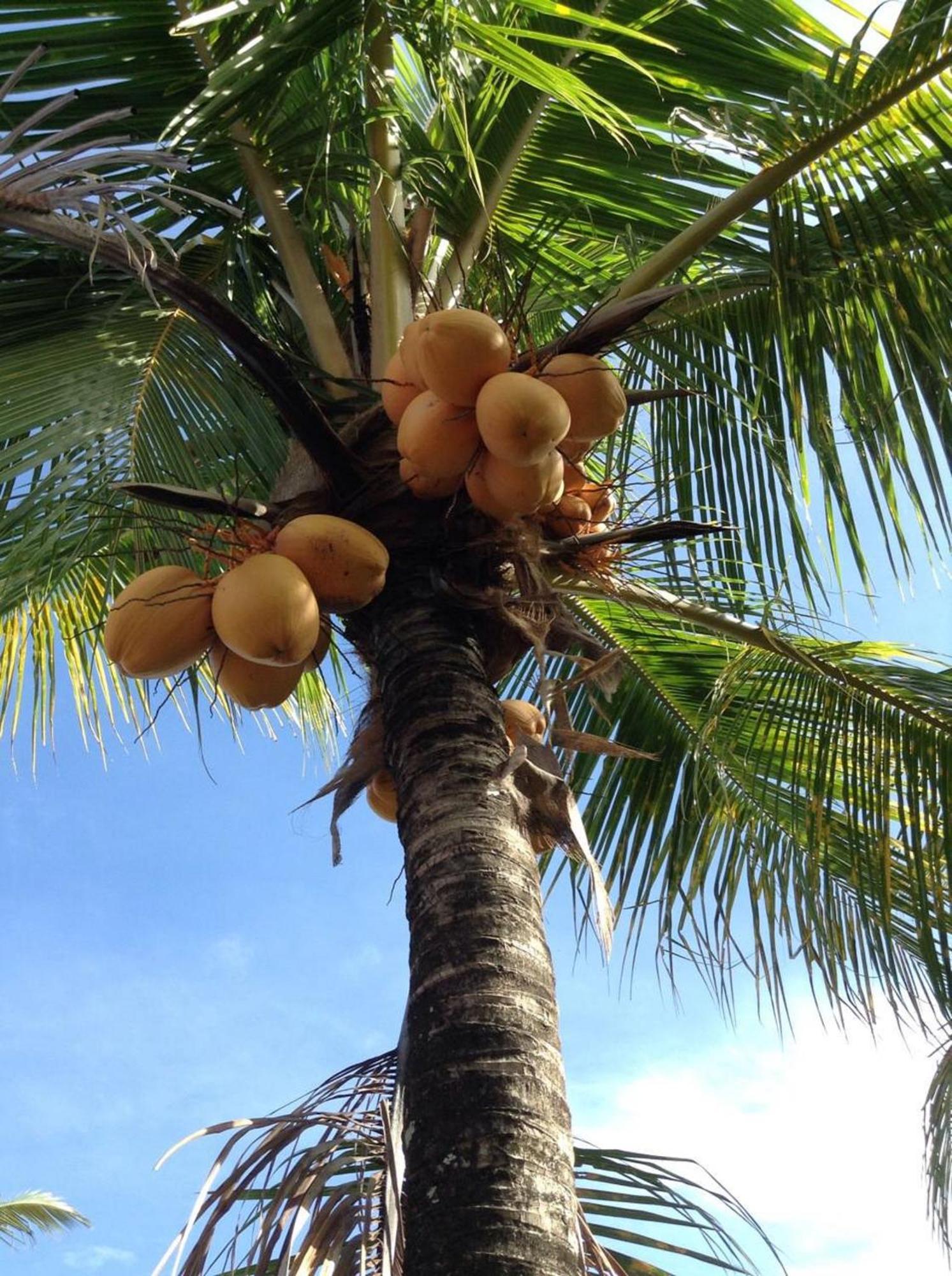 Hotel Lafyu Bali Singaraja Zewnętrze zdjęcie