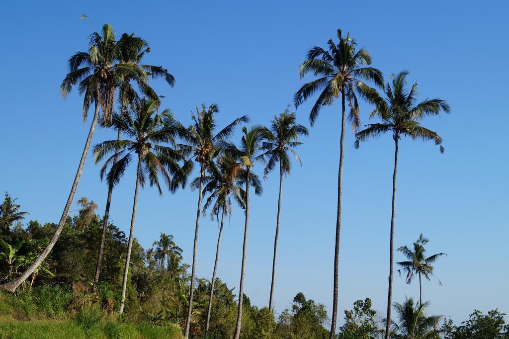 Hotel Lafyu Bali Singaraja Zewnętrze zdjęcie